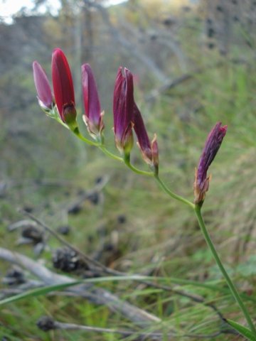 Geissorhiza erosa buds and corolla leftovers